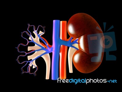 Kidney Stock Image