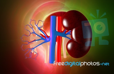 Kidney Stock Image