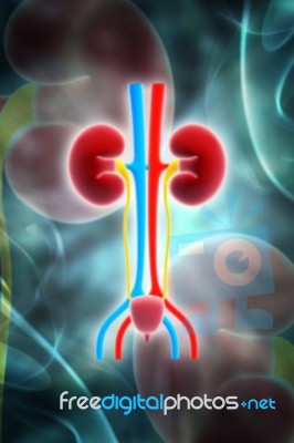 Kidney Stock Image