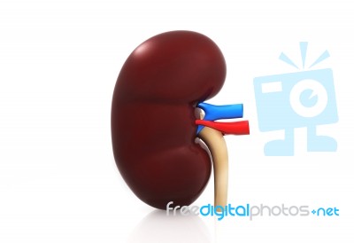 Kidney Stock Image