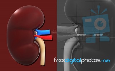 Kidney Stock Image