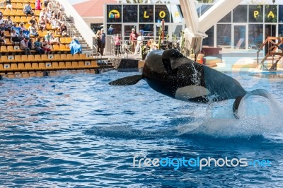 Killer Whale Making A Splash Stock Photo