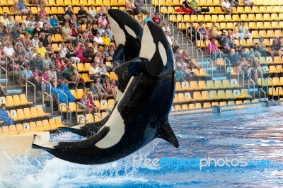 Killer Whale Show Stock Photo