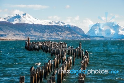 King Cormorant Colony, Old Dock, Puerto Natales, Antarctic Patag… Stock Photo