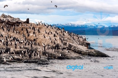 King Cormorant Colony Sits On An Island In The Beagle Channel. S… Stock Photo