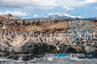 King Cormorant Colony Sits On An Island In The Beagle Channel. S… Stock Photo