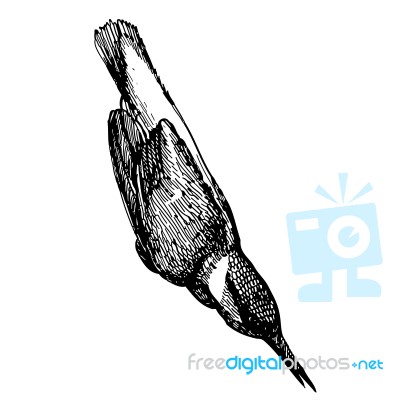 King Fisher Bird Doodle Hand Drawn Stock Image