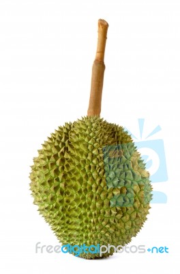 King Of Fruits, Durian Long Stalk, Isolated On White Background Stock Photo