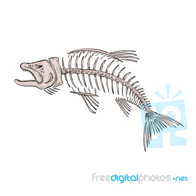 King Salmon Skeleton Drawing Stock Image