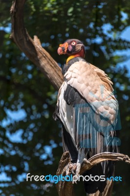 King Vulture (sarcoramphus Papa) Stock Photo