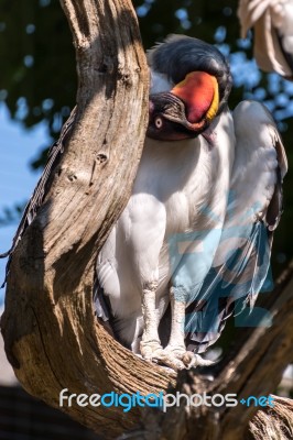 King Vulture (sarcoramphus Papa) Stock Photo