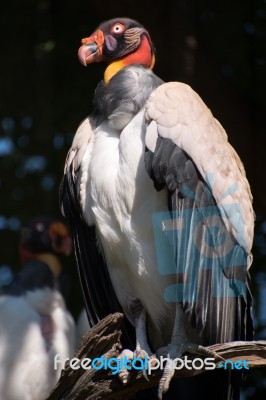 King Vulture (sarcoramphus Papa) Stock Photo