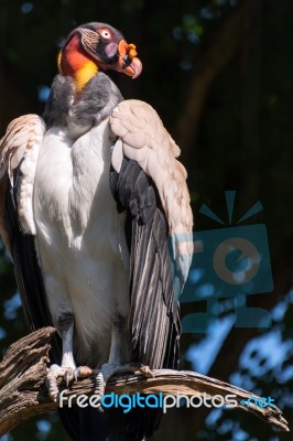 King Vulture (sarcoramphus Papa) Stock Photo