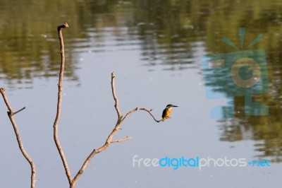 Kingfisher (alcedo Atthis) Stock Photo