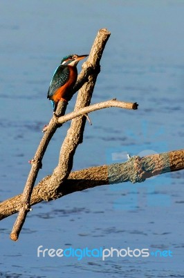 Kingfisher At Rainham Marshes Stock Photo