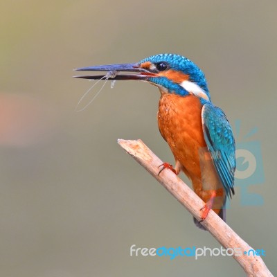 Kingfisher Bird Stock Photo