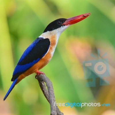 Kingfisher Bird Stock Photo