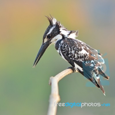 Kingfisher Bird Stock Photo