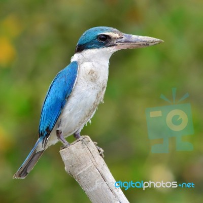 Kingfisher Bird Stock Photo