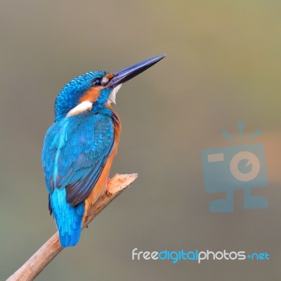 Kingfisher Bird Stock Photo