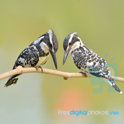 Kingfisher Bird Stock Photo