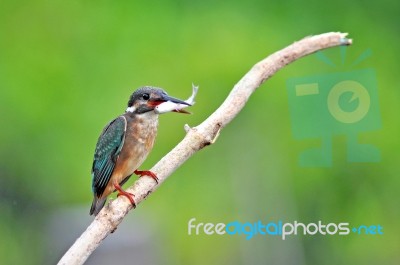 Kingfisher eating fish Stock Photo