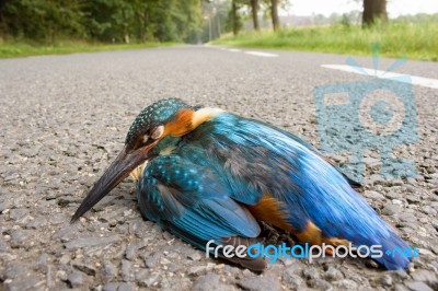 Kingfisher Hit By  Car Lying On The Road Stock Photo