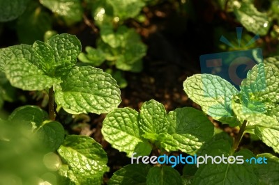 Kitchen Mint Stock Photo