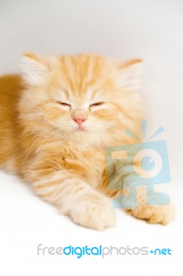 Kitten Stock Photo