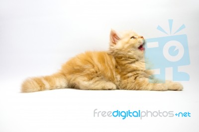 Kitten Stock Photo