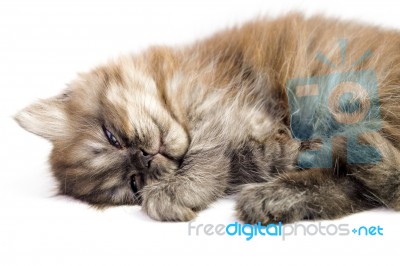 Kitten Stock Photo