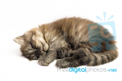 Kitten Stock Photo