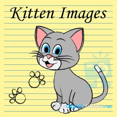 Kitten Images Shows Domestic Cat And Cats Stock Image