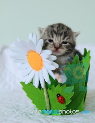 Kitten In Flower Pot Stock Photo