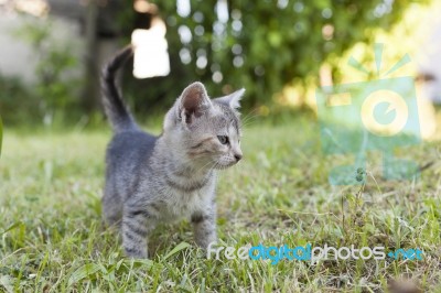 Kitten In The Garden Stock Photo