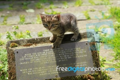 Kitten On Top Of A Sign Stock Photo