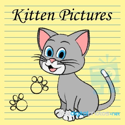 Kitten Pictures Indicates Feline Images And Photos Stock Image