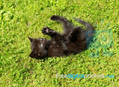 Kitten Playing Stock Photo