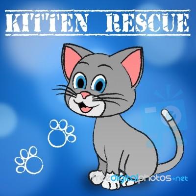 Kitten Rescue Indicates Domestic Cat And Cats Stock Image