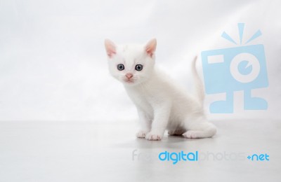 Kitten Sit On The Floor - Stock Photo Stock Photo