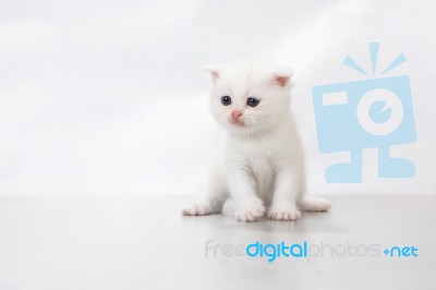 Kitten Sit On The Floor - Stock Photo Stock Photo