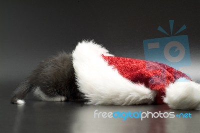 Kitten With Santa Hat Stock Photo