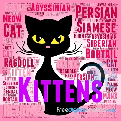 Kittens Words Represents Domestic Cat And Young Stock Image