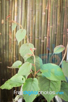 Kiwi Plant Display In Food Festival Stock Photo