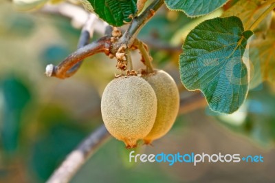 Kiwifruit On The Vine Stock Photo