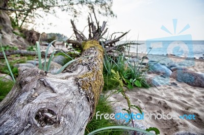 Knotty Driftwood On The Beach Stock Photo