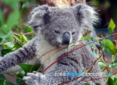 Koala Stock Photo