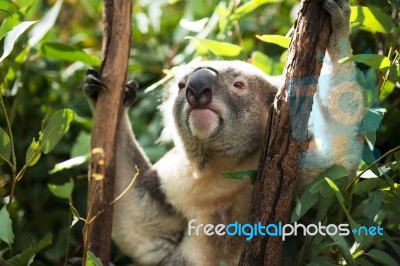 Koala By Itself In A Tree Stock Photo