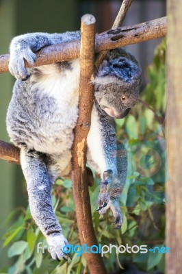 Koala By Itself In A Tree Stock Photo