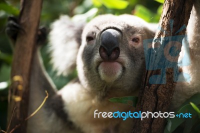 Koala By Itself In A Tree Stock Photo